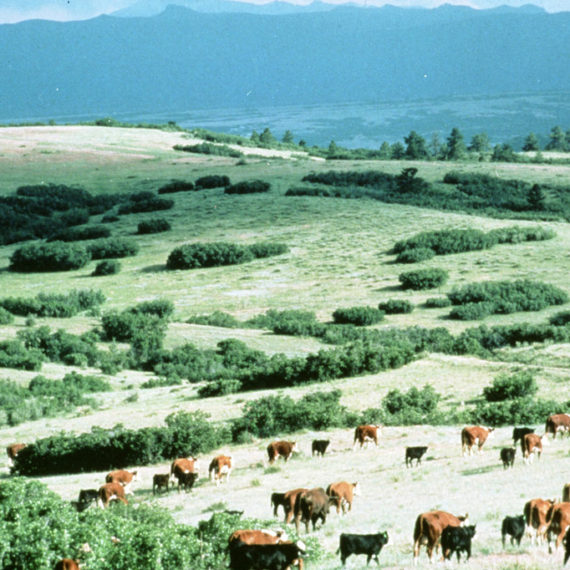 Cattle graze in the beautiful pastures of Highlands Ranch, circa 1970s.
