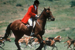 A man dressed in traditional English hunting attire rides on a galloping horse with hunting dogs running through a field.